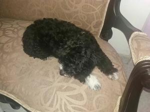 Vendo Perro Fresh Poodle