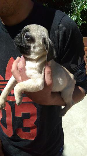 Venta de Hermoso Pug