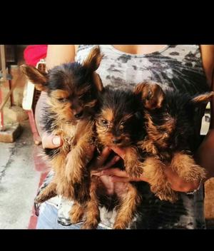 Yorkie Terrier Cachorros