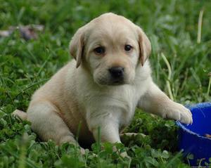 espectaculares golden retriever