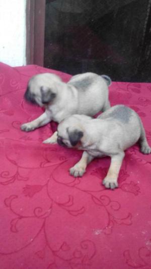 hermosos pug carlinos