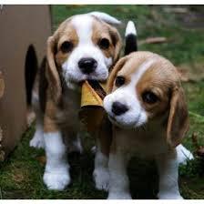 tiernos beagle cachorros