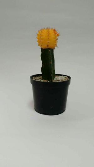 Cactus Ingerto