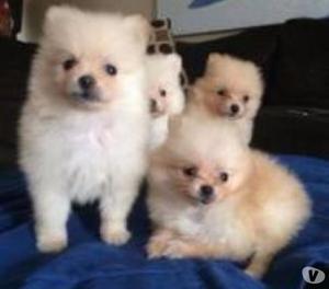 Divinos Cachorros Pomerania Garantizados