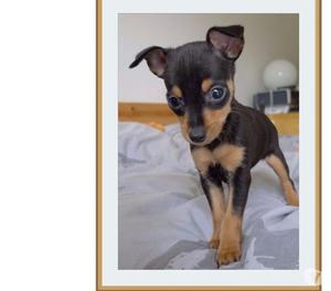 CERTIFICADOS PERROS PINSCHER