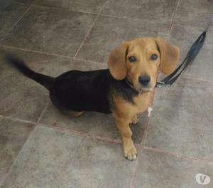 HERMOSO PERO BEAGLE PATAS CORTA