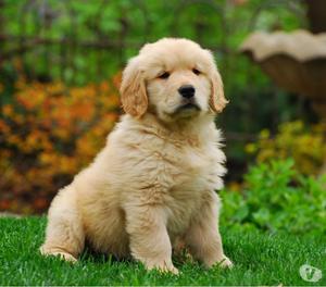 Cachorros Golden Retriver Machos y Hembras