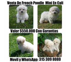 Venta De French Poodle Mini Toy Machos y Hembras