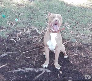 Adopción para perro Pitbull de 8 meses