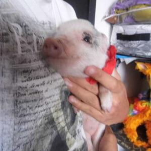 Hermosos Cerditos Mini Pig