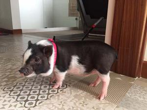 Se Vende Minipig Hembra