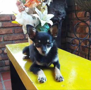 Chihuahua Con Certificado De Pureza