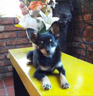Chihuahua Hembritas Con Certificado De Pureza