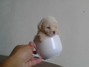 Frensh Poodle Mini Belleza Pura