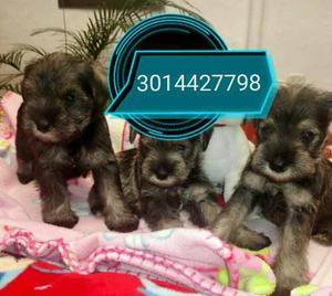 Hermosos Schnauzer Mini