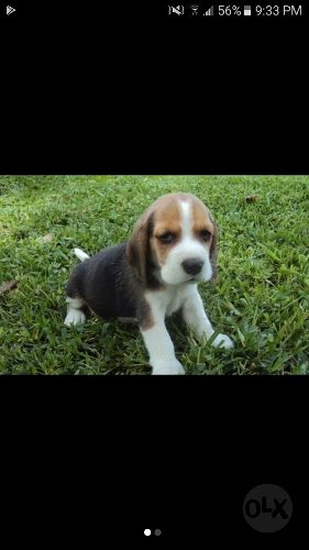 Perritos Beagles De Tres Meses Bogota