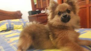 Pomerania Macho Cachorro