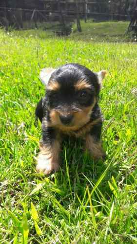 Yorkie Terrier Miniatura