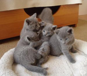 GATOS RUSSO AZUL¡¡¡¡