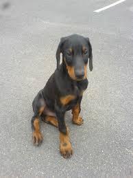 ADOPTE HERMOSA DOBERMAN