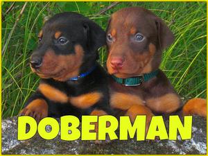 ATLÉTICOS *DOBERMAN* EN VENTA !!