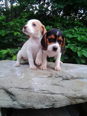 Bellos Cachorros Beagles Minis 13 Pulgad