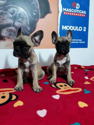 Bellos Cachorros Bulldog Frances Fawn