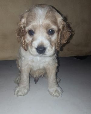 Buena Genetica Raza Cocker Spaniel Vendo