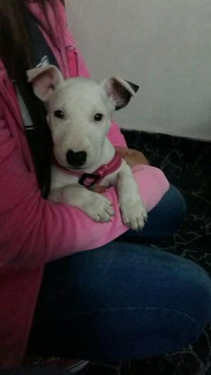 Bull Terrier Hembra