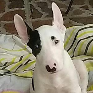 Bullterrier Macho 3 Mesese