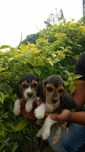 Cachorros Beagle Tricolor Disponibles Criadero Certificado