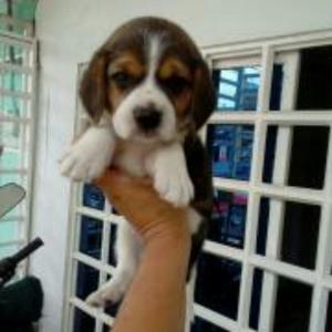 Cachorros Beagles Tricolor Machos