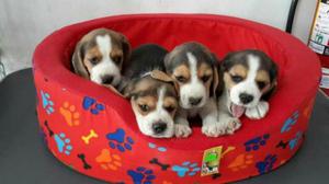 Cachorros Beagles Tricolor Machos