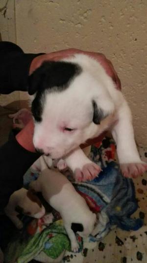 Cachorros Bull Terrier