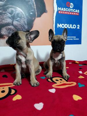 Cachorros Bulldog Frances Fawn Originale