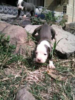 Cachorros Pitbull Vacunados