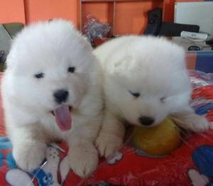 Cachorros Samoyedo