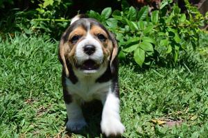 Cachorros beagle tricolor finos Mascotas/Venta