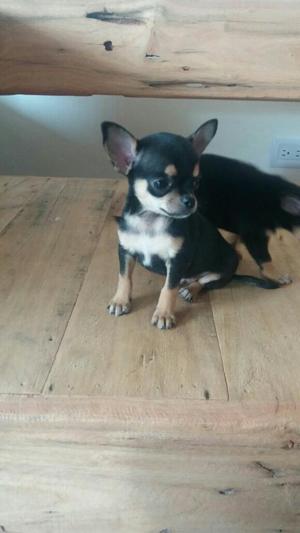 Chihuahuas