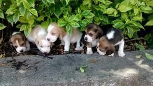 Disponibles Cachorros Beagle Criadero Certificado