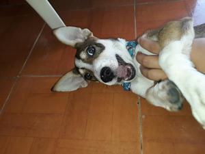 Doy en Adopción Hermoso Perro