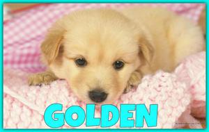 ENCANTADORES GOLDEN EN VENTA !!