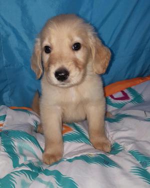 Encantador Golden Retriever