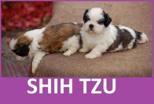 FASCINANTES CACHORROS SHIH**TZU EN VENTA