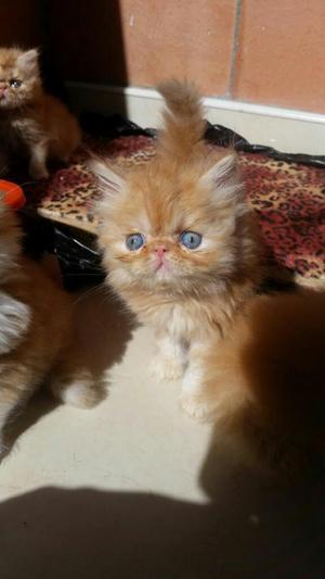 Gata Persa