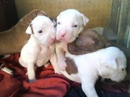 HERMOSISISMOS CACHORRITOS BULLTERRIER