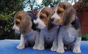 HERMOSOS BEAGLES