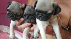 Hermosos Cachorros Pug