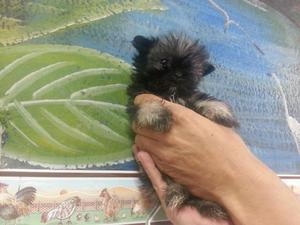 Hermosos Cachorros Yorchay de 50 Dias