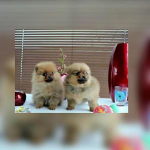 Hermosos Pomerania Lulu Miniaturas